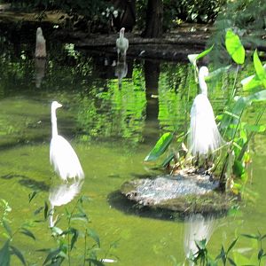 1904 Flight Cage-Great Egrets