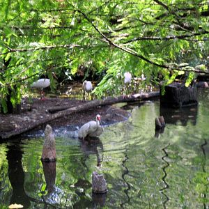 1904 Flight Cage-African Spoonbill