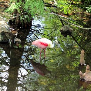 1904 Flight Cage-Roseatte Spoonbill