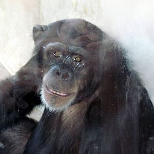 Fragile Forest-Chimpanzee