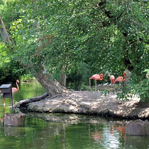 The Wild-Caribbean Flamingos