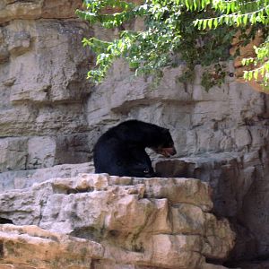 Bear Grottos-Spectacled Bear