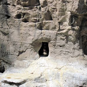 Penguin & Puffin Coast-Humboldt Penguin