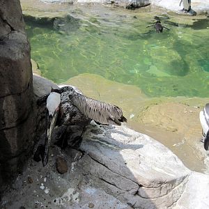Penguin & Puffin Coast-Brown Pelican and Humboldt Penguin