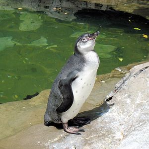 Penguin & Puffin Coast-Humboldt Penguin
