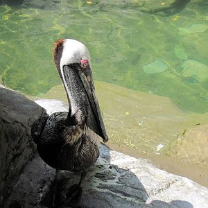 Penguin & Puffin Coast-Brown Pelican