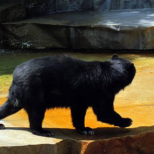 Bear Grottos-Spectacled Bear