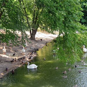 The Wild-White Pelicans
