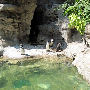 Penguin & Puffin Coast-Humboldt Penguins