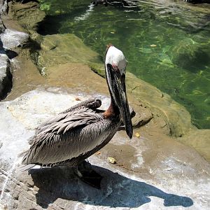 Penguin & Puffin Coast-Brown Pelican