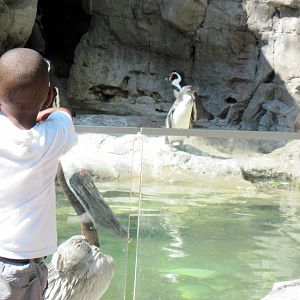 Penguin & Puffin Coast-Humboldt Penguin