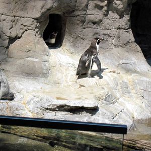 Penguin & Puffin Coast-Humboldt Penguins