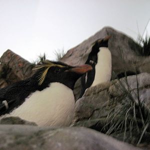 Penguin & Puffin Coast-Rockhopper Penguins