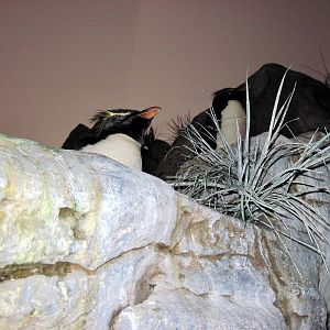 Penguin & Puffin Coast-Rockhopper Penguins