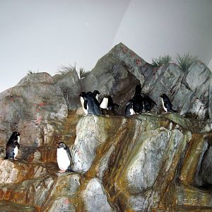 Penguin & Puffin Coast-Rockhopper Penguins