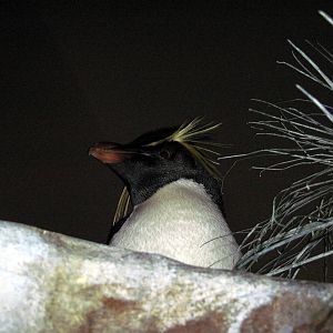 Penguin & Puffin Coast-Rockhopper Penguin