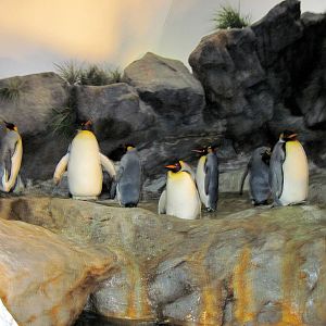 Penguin & Puffin Coast-King Penguins