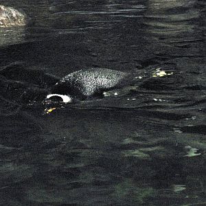 Penguin & Puffin Coast-Gentoo Penguin