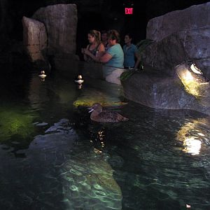 Penguin & Puffin Coast-???