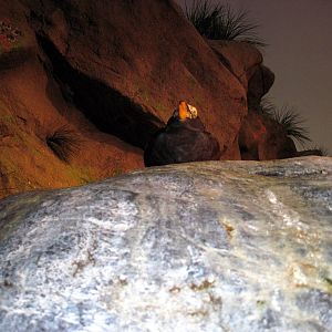 Penguin & Puffin Coast-Tufted Puffin