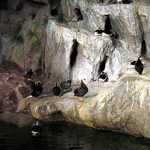 Penguin & Puffin Coast-Puffins