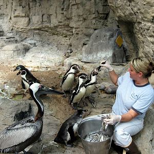 Penguin & Puffin Coast-Brown Pelican and Humboldt Penguins