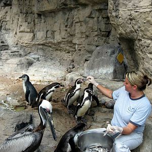 Penguin and Puffin Coast-Humboldt Penguins and Brown Pelican