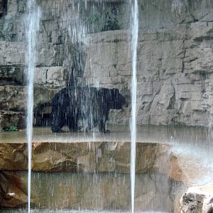 Bear Grottos-American Black Bear