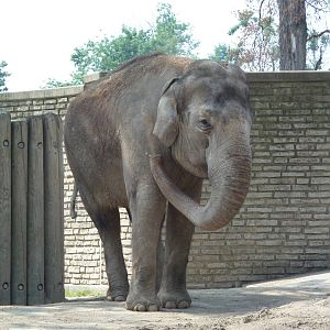 Asian Elephant