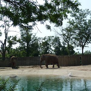 Asian Elephant Exhibit