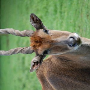 Porfell Wildlife Park and Sanctuary