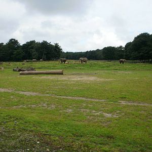 Elephant Enclosure - 07.08.2010