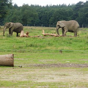 Elephant Enclosure - 07.08.2010