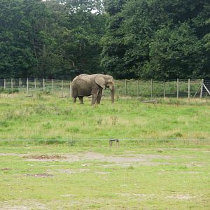 Elephant Enclosure - 07.08.2010