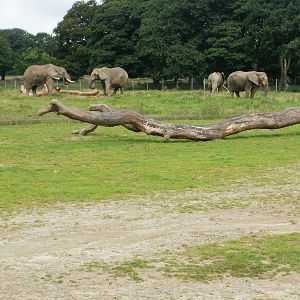 Elephant Enclosure - 07.08.2010