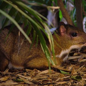 Lesser Malay Chevrotain at Colchester, 28/08/10