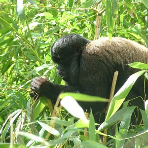 Red-backed Saki at Colchester, 28/08/10
