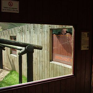 Outdoor Patas Monkey exhibit at Colchester, 28/08/10