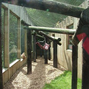Outdoor Patas Monkey exhibit at Colchester, 28/08/10