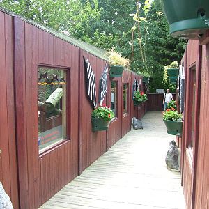 Outdoor Patas Monkey exhibit at Colchester, 28/08/10