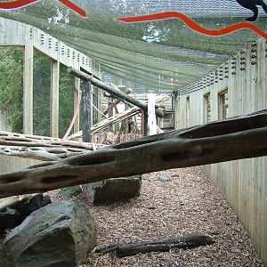 Outdoor Patas Monkey exhibit at Colchester, 28/08/10