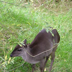 Blue Duiker at Colchester, 28/08/10