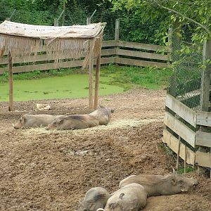 Warthogs at Colchester, 28/08/10