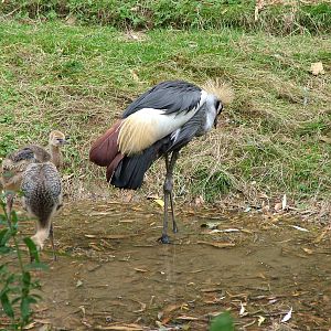 Grey Crowned Crane with Young at Colchester, 28/08/10