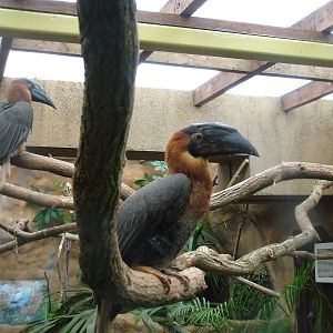 Subadult Rufous Hornbills at Colchester, 28/08/10