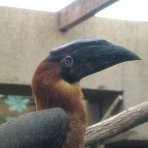 Subadult Rufous Hornbill at Colchester, 28/08/10