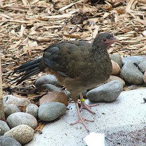 Chaco Chachalaca at Colchester, 28/08/10