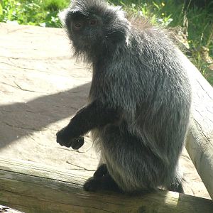 Silvery Langur at Colchester, 28/08/10