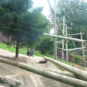 Langur/Otter/Binturong Mixed Exhibit at Colchester, 28/08/10