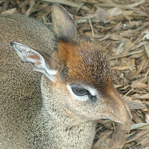 Kirk's Dik-Dik at Colchester, 28/08/10